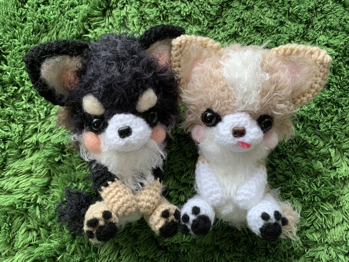 オーダーのチワワちゃん❤️ 雨ニモマケズ、ママの元へ向かいました