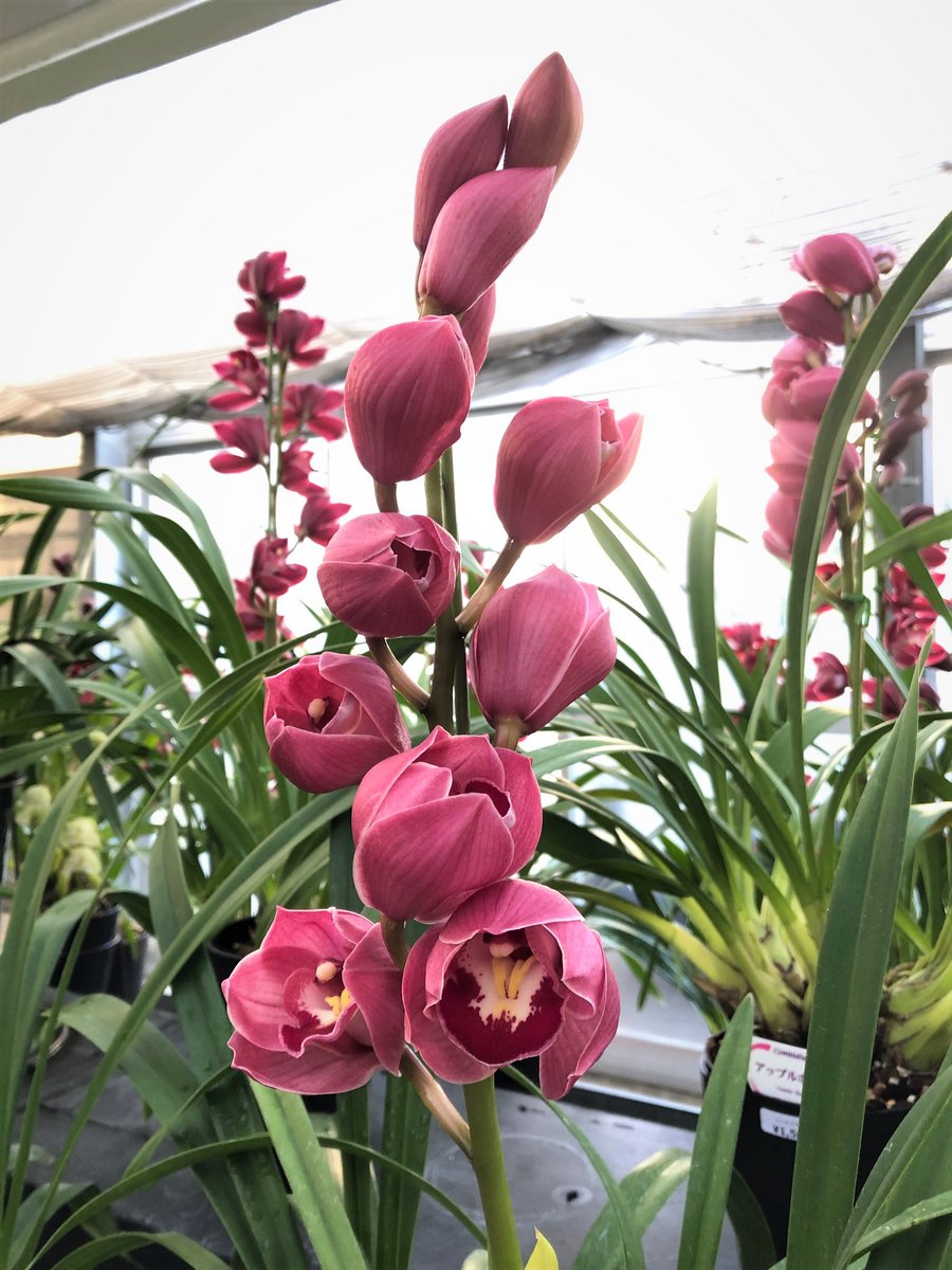 Cymbidium 'Appelbol' シンビジウム ”アップルボール” 紫紅色にコロン