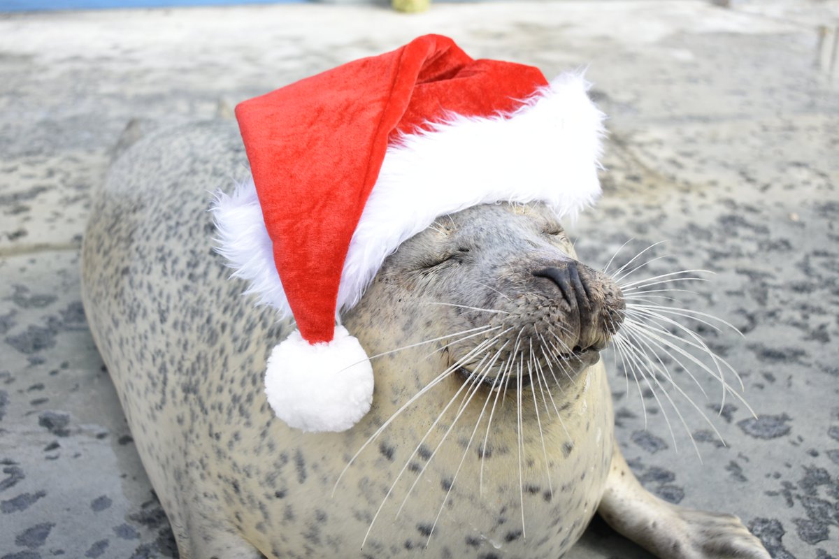 ❤️Merry Christmas❤️ アザラシシーパラダイスの愉快なサンタと