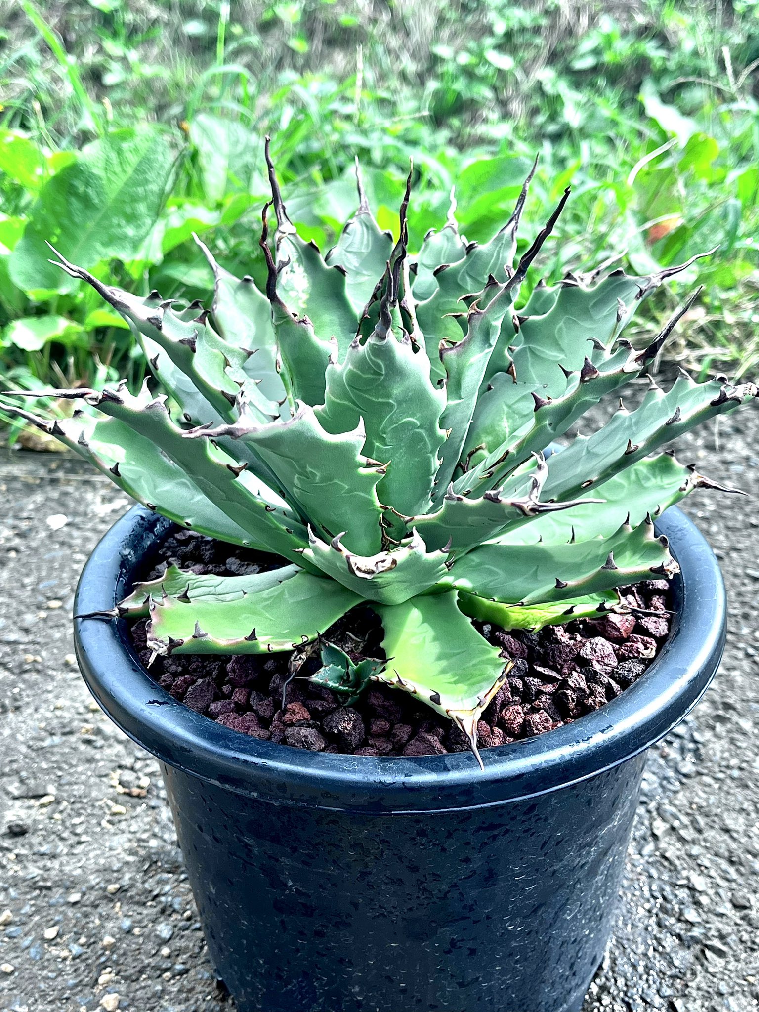 希少子株 アガベ ネバデンシス × コロラータ ハイブリッド ネバコロ