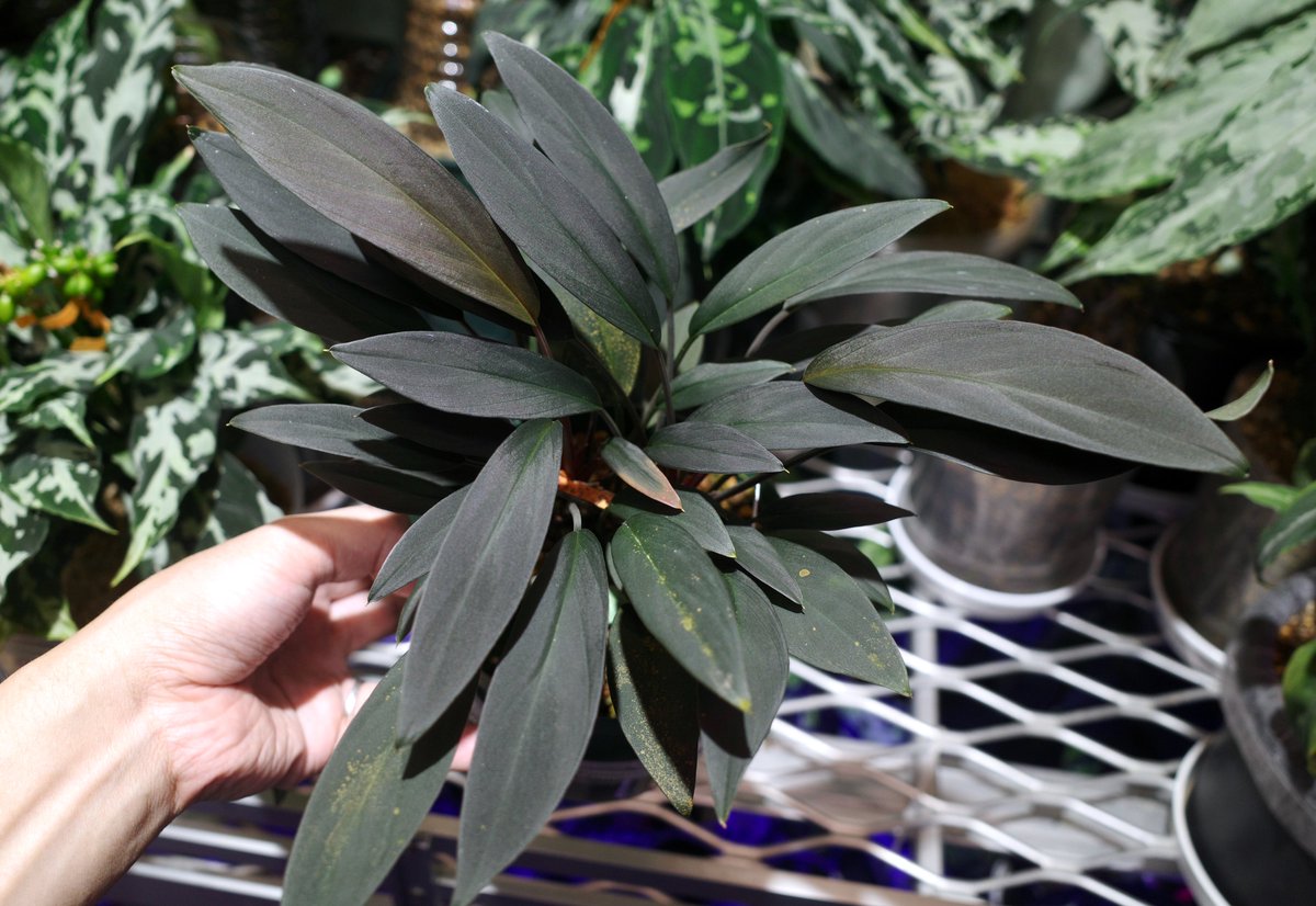 Homalomena sp. Pulau Lingga【LA0517-z-l】［LR］流通名も個体名も