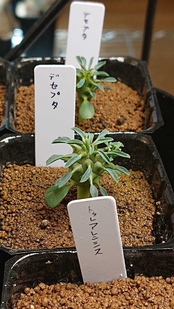 ユーフォルビア デセプタ 実生 もう枝がでてきた！ もう少し大きくなっ