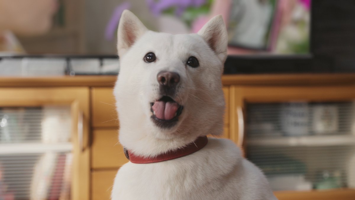 11月1日は #犬の日 だぞ！ ＼ #SoftBank #白戸家 #白戸次郎