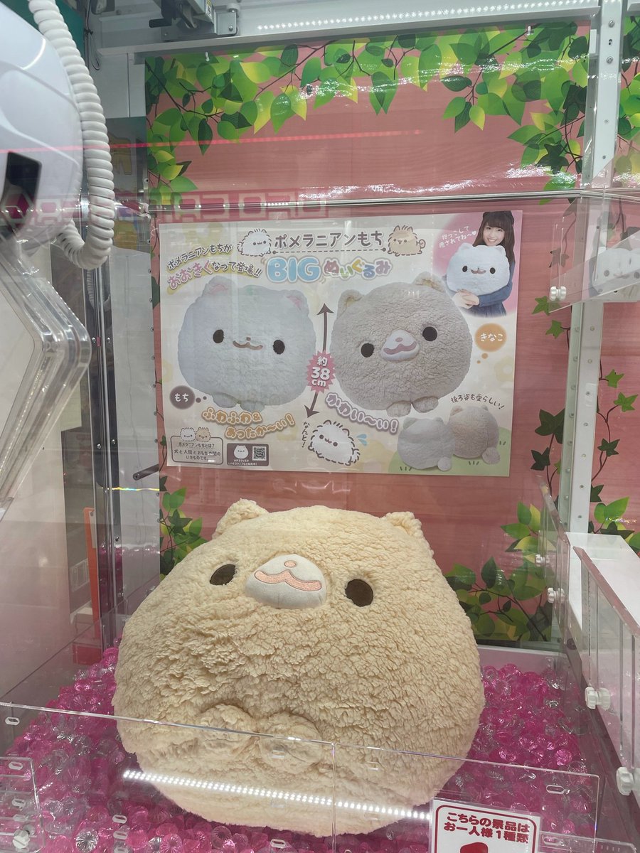 景品情報】 『ポメラニアンもちBIGぬいぐるみ』 『ポメラニアンもち