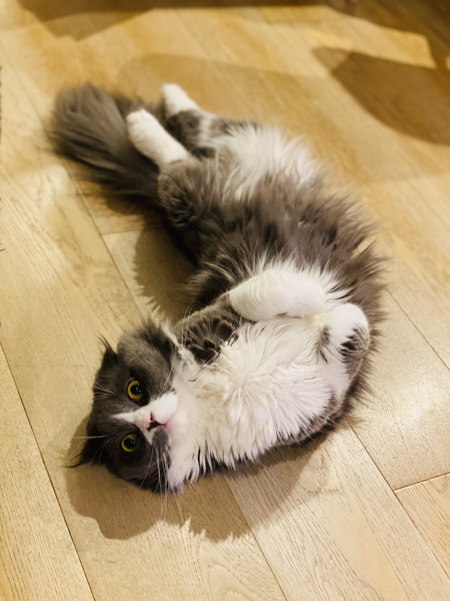 林檎ページ SR猫柳本線 椎名林檎・東京事変オフィシャル (@Nekoyanagi_Line