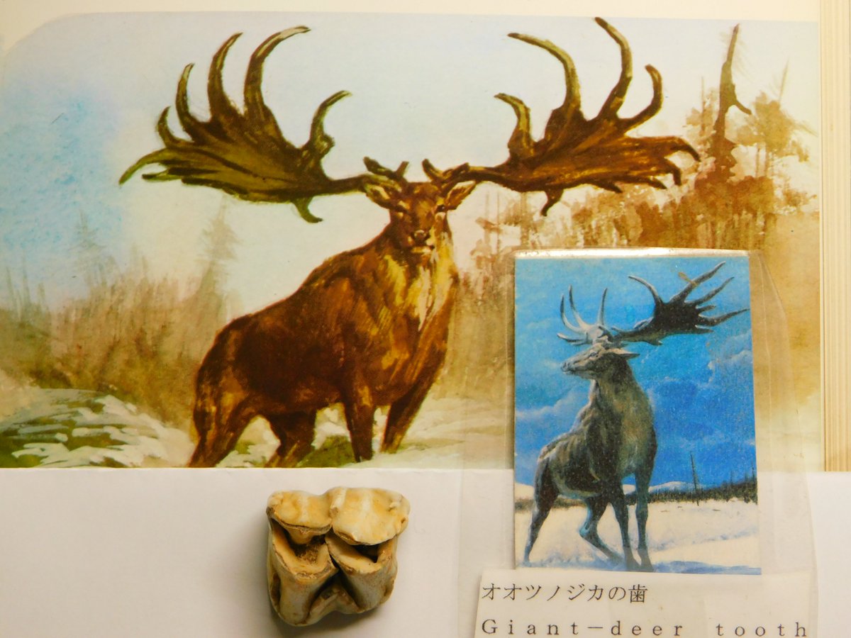 こちらはマンモスと同じ時代に生きていた、オオツノジカ（大角鹿）の歯