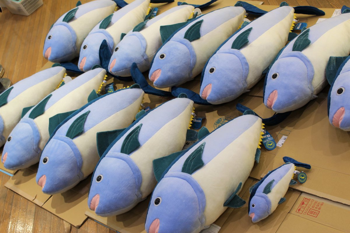 ぬいぐるみ クロマグロ2L ￥9,900(税込)再入荷しました‼ (休園中です