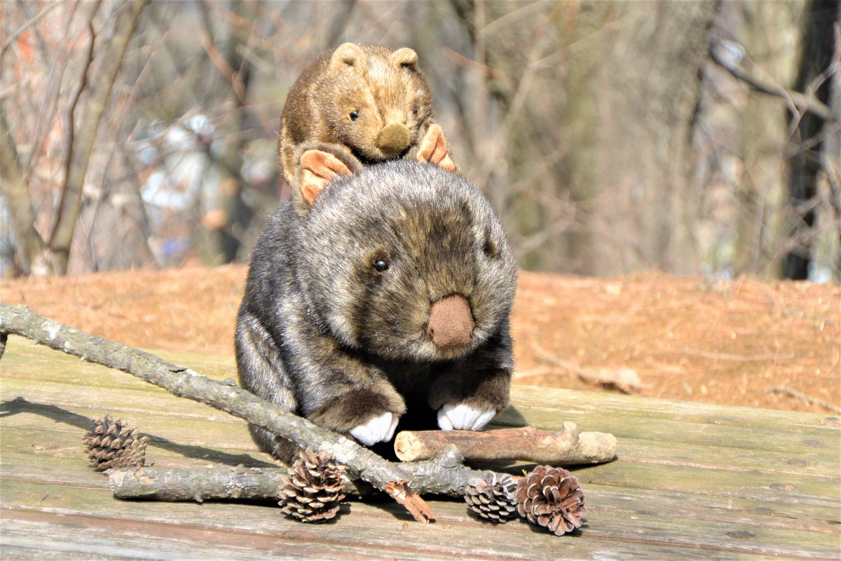 発売まであと一週間！ ☆＃ウォンバット ＃ウォレスのぬいぐるみ