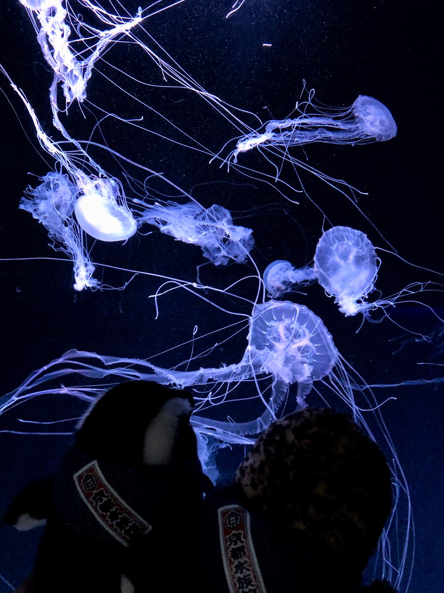 今日は #旅の日 「旅するオオサンショウウオ」と「旅するケープ