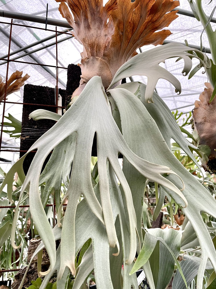 willinckiiは暑さ強いわね☀️ ゆったり上品な白さ Copper Will