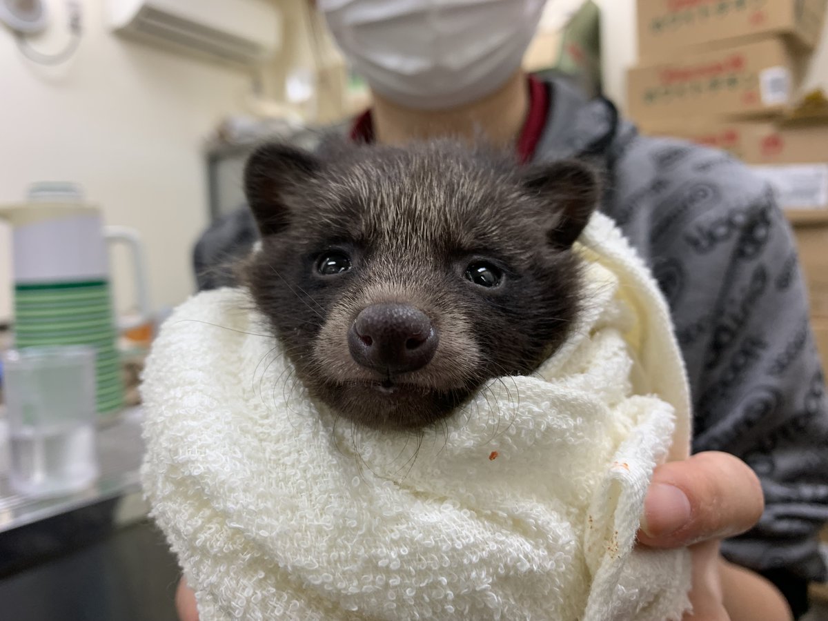 マミレ成長備忘録① 今は立派に成長したマミレちゃんですが、来た時は