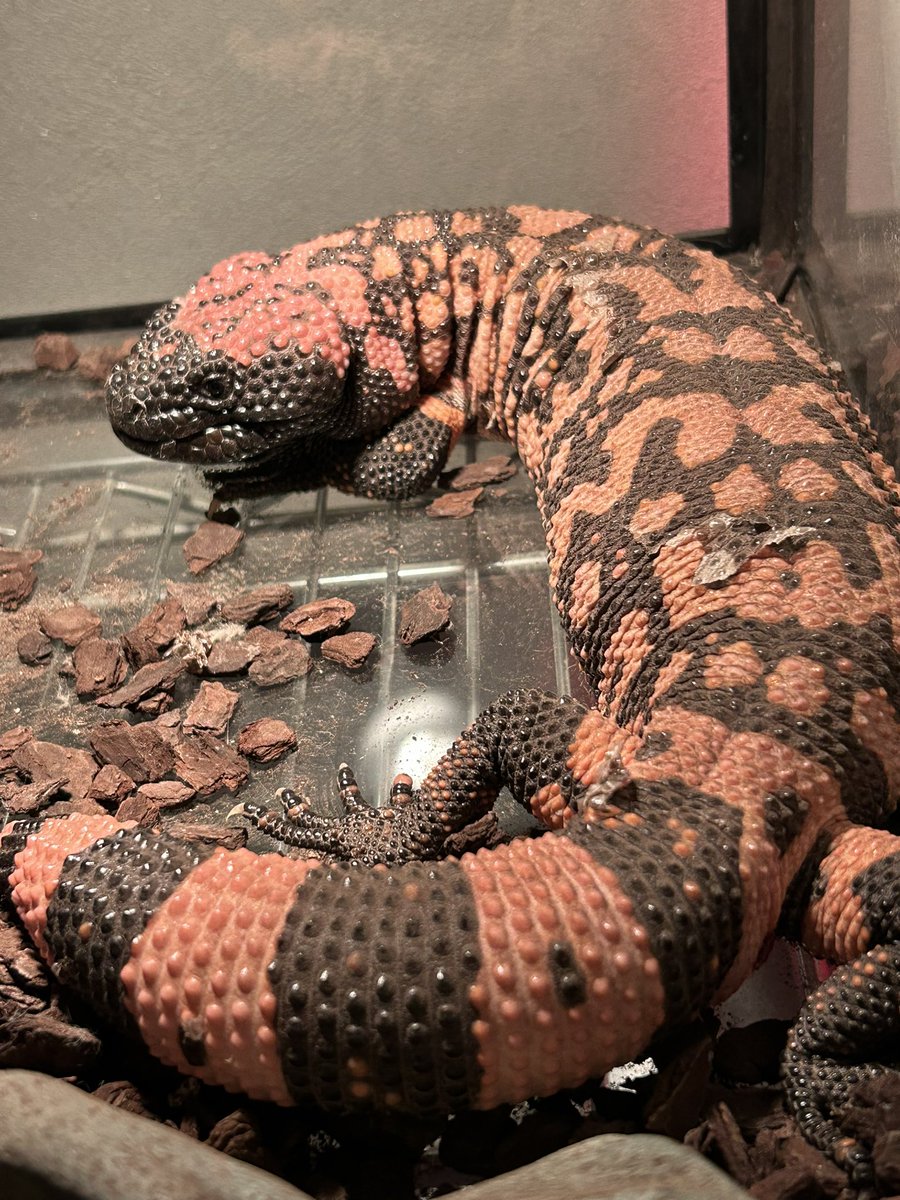 we6mZEV7piruhXq 本来とても美しいアメリカドクトカゲ。私が飼育し