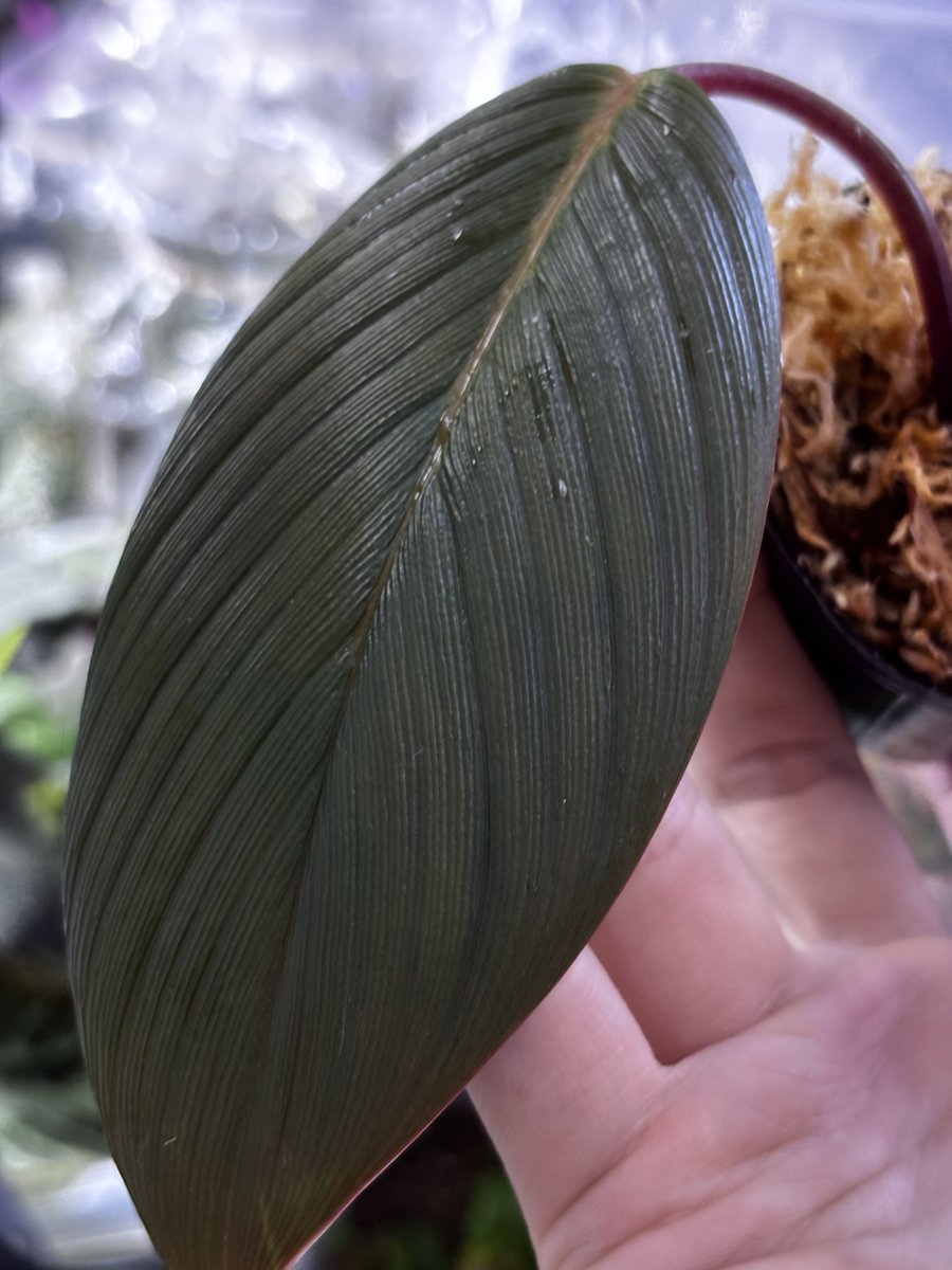 Homalomena sp. 'Guiro' Tapanuli Selatan 【ZOE1025-2p】 黒葉&細葉で