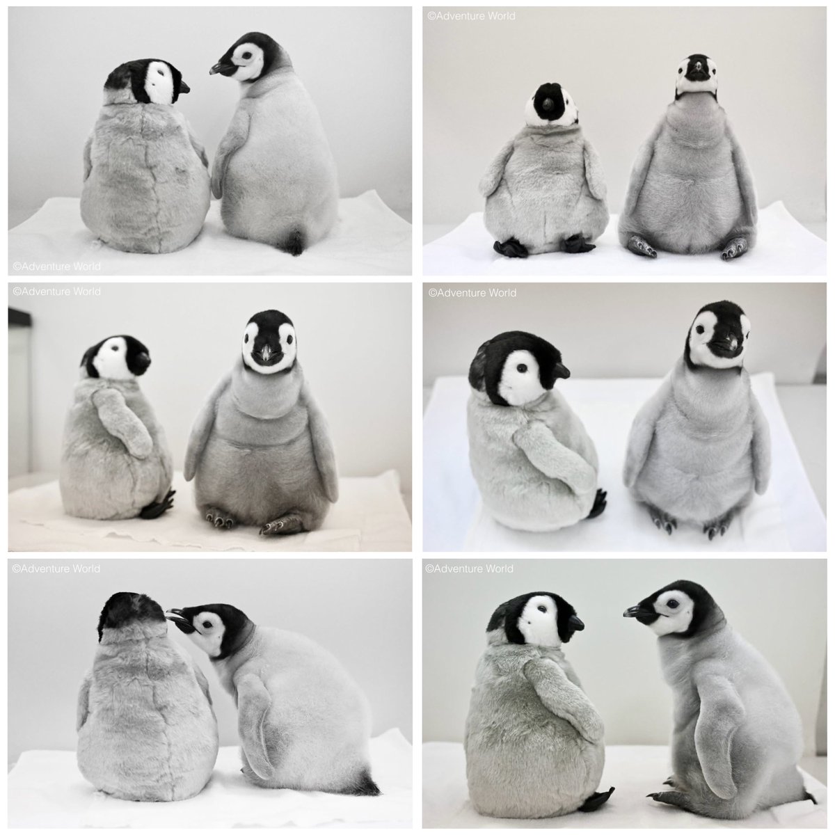 エンペラーペンギンの赤ちゃん ぬいぐるみとのショット、Instagram