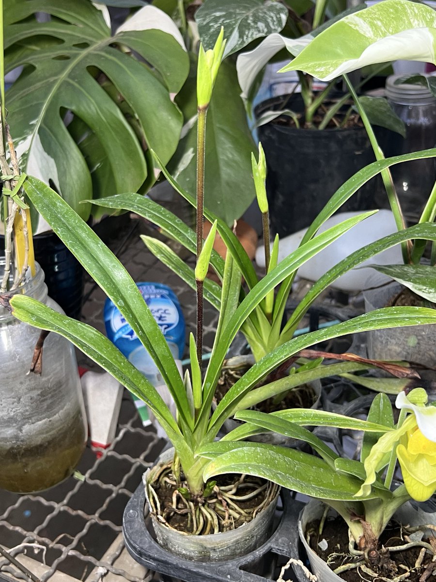 ﾌﾗｸﾞﾐﾍﾟﾃﾞｨｳﾑ