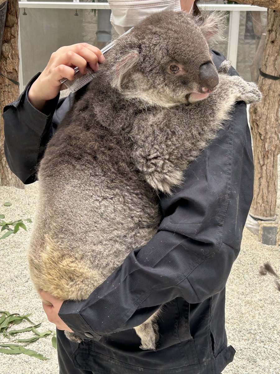 確認やけど現在国内最高齢のコアラ（御年17歳）で合ってます