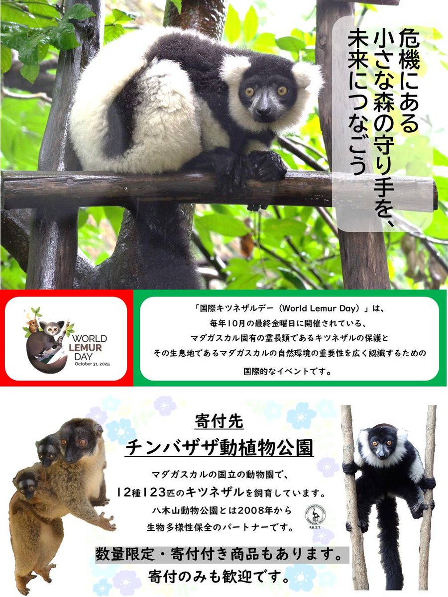 今日は ＃世界キツネザルの日 です。マダガスカルに生息するキツネザル