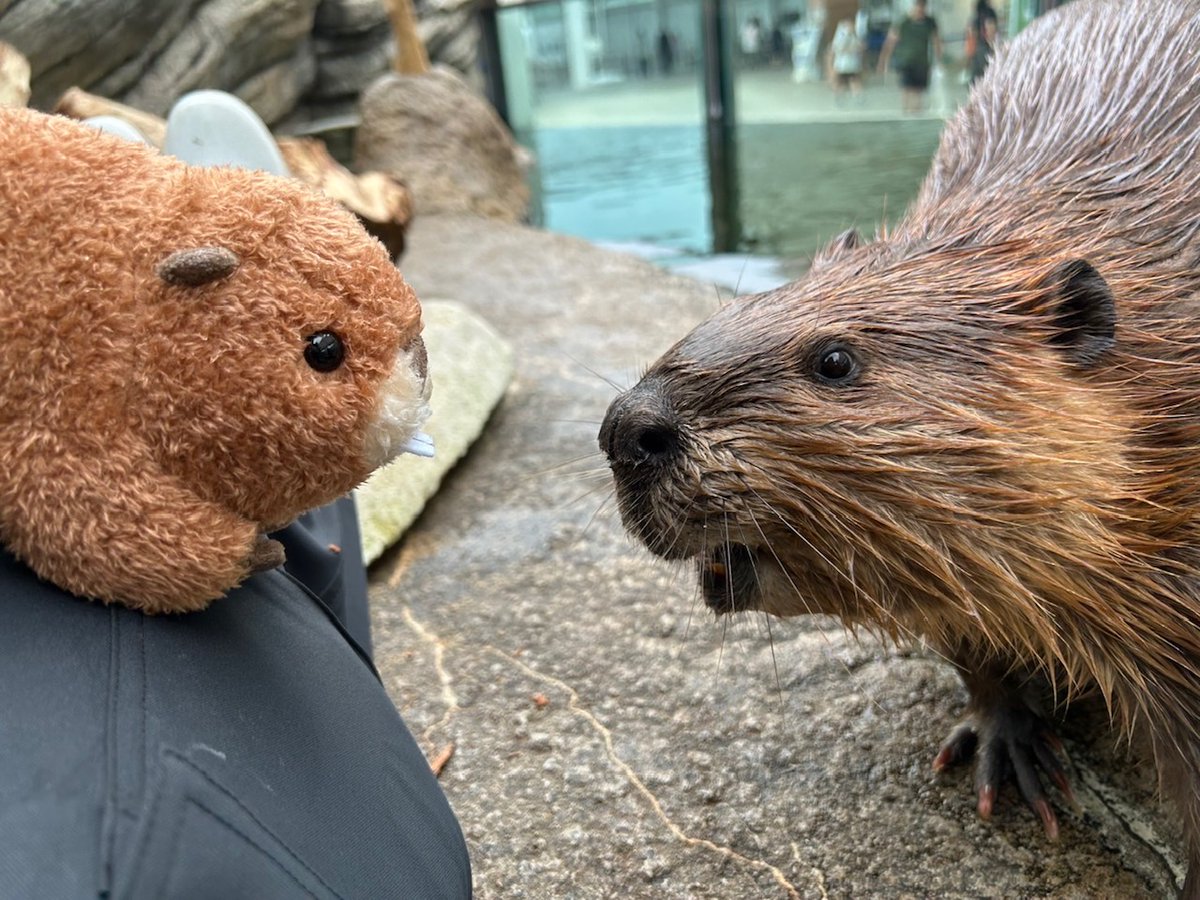 お客さまのアンケートから生まれた、うみの杜オリジナル「アメリカ