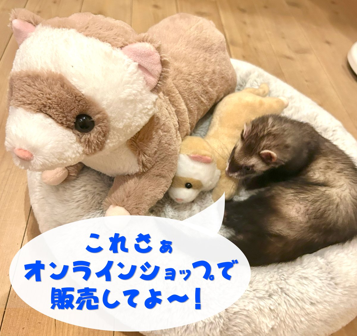 緊急決定‼️／ 『くったりろんぐフェレット』数量限定で販売開始