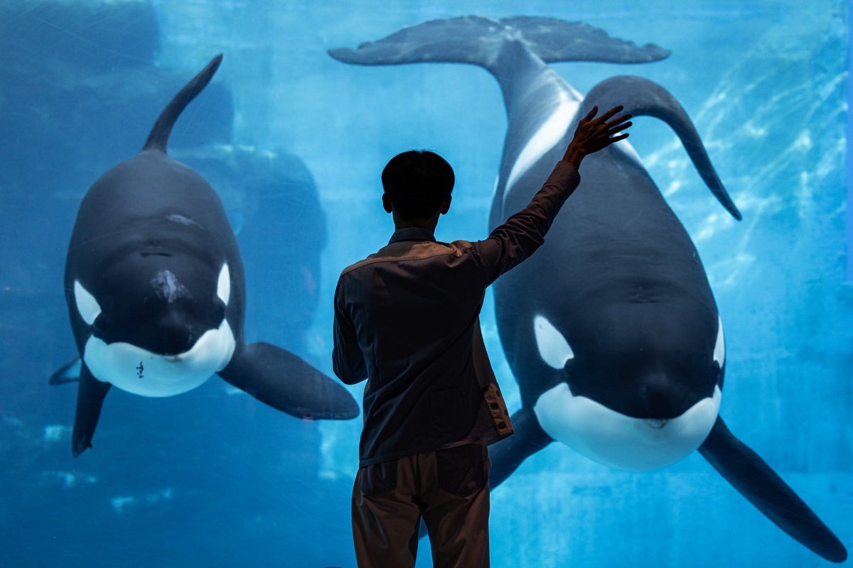 名古屋港水族館のシャチ、アースが息をひきとりました。まさか先日の