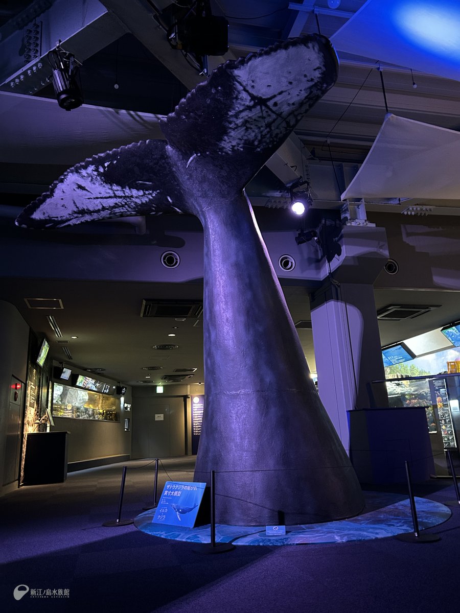 えのすい特別企画展「イルカとクジラ」 🐬ザトウクジラの尾びれ (等身