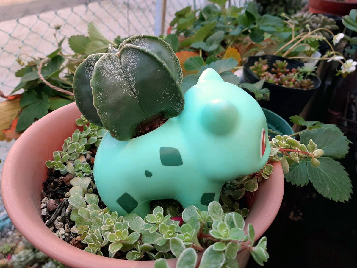 新春初工作 USJのフシギダネドリンクホルダーをサボテンのミニ