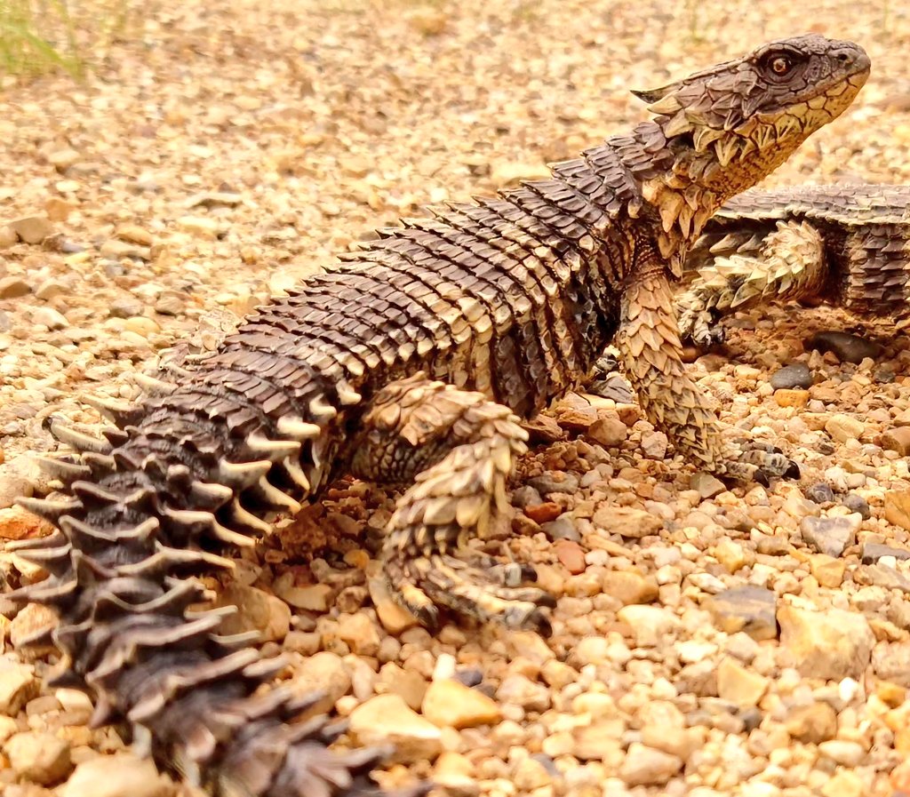ワンフェスお品書き 生き物 新作 ヨウスコウワニ ￥8.000 初WF オオ