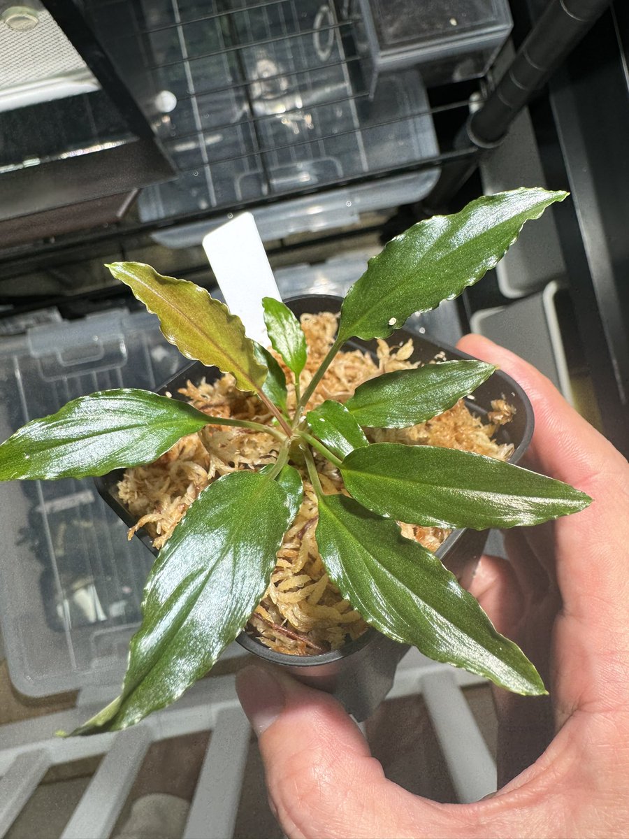 比べてみました😁 ①Homalomena aff. vittifolia ”赤備” PP-230507-4