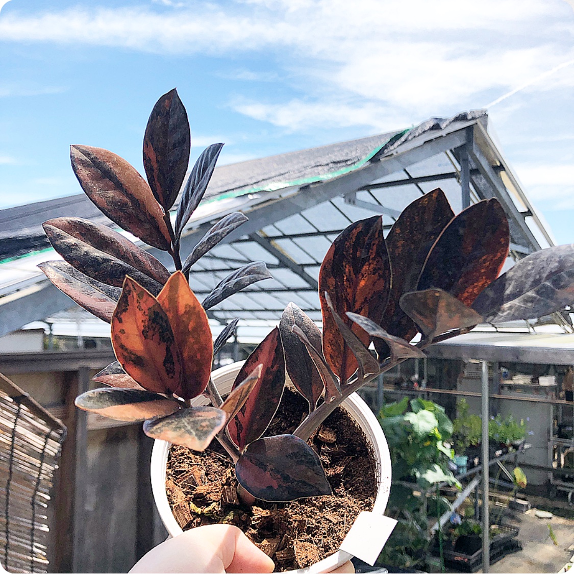 ザミオクルカス ピンク ブラック 斑入り ザミオクルカス 斑入り ピンク