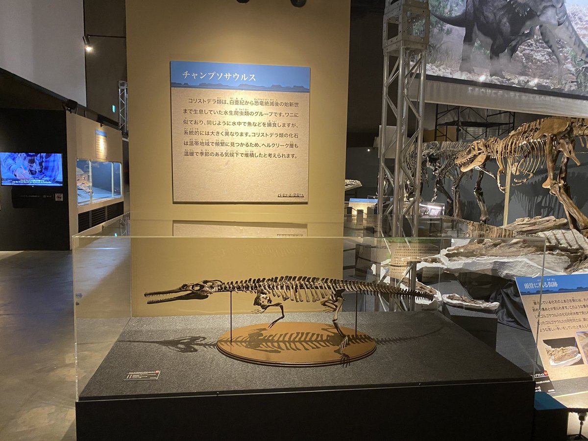 FossilFriday バッドランド展よりコリストデラ類のチャンプソサウルス