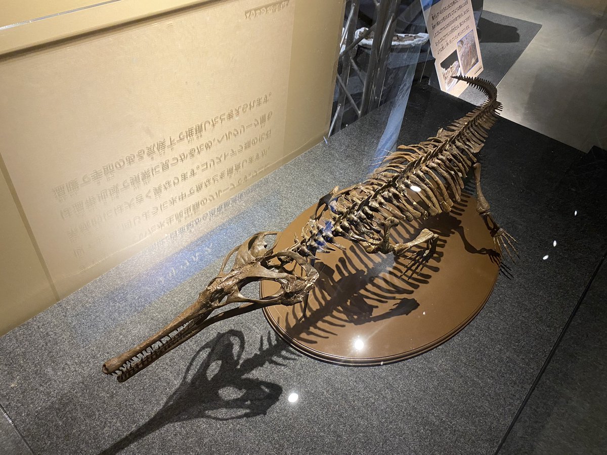 FossilFriday バッドランド展よりコリストデラ類のチャンプソサウルス