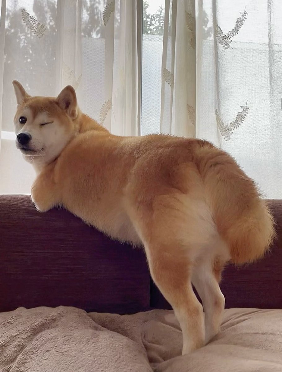 柴犬·͜·♡もも (@momonosekaiii) / Posts / X