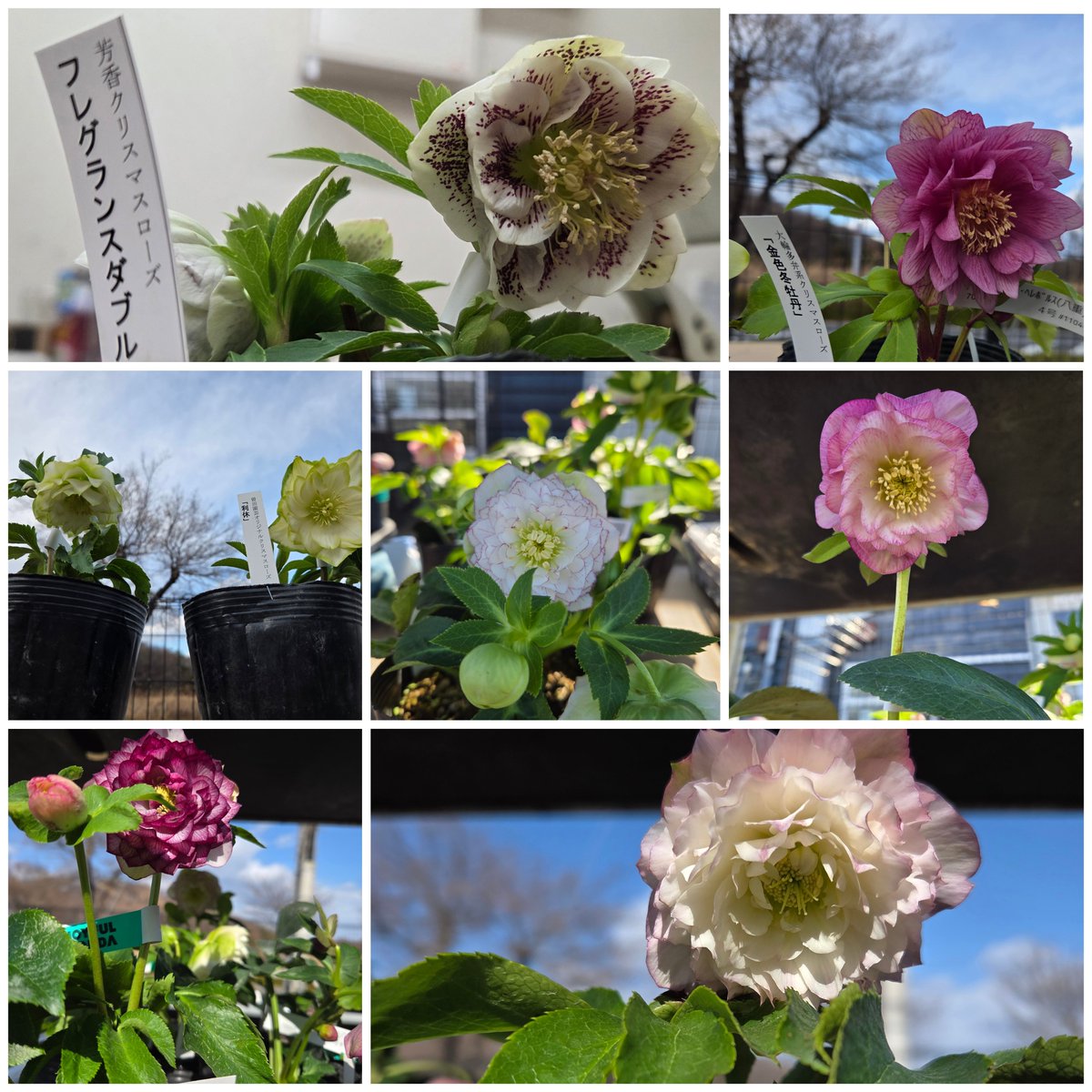 ガーデンセンターひたちなか店】 ✨クリスマスローズ入荷情報✨ #曽田