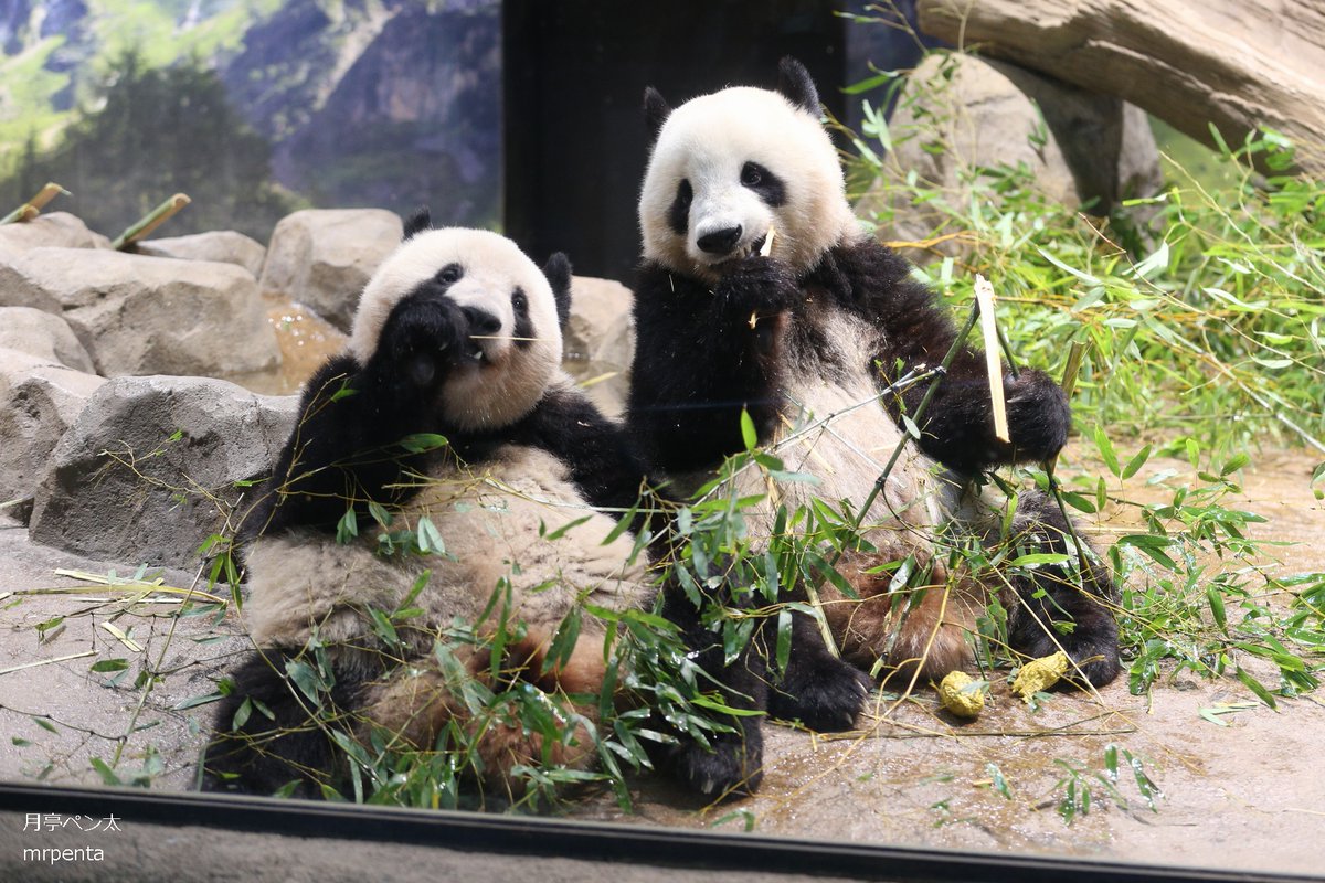 シャオシャオ レイレイ 2023.06.20 #上野動物園
