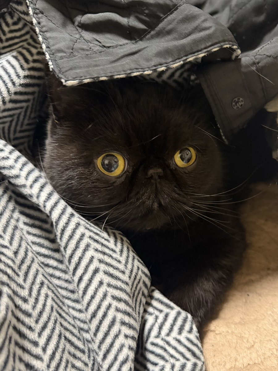 しぃちゃん (@shi_chan347) / Posts / X