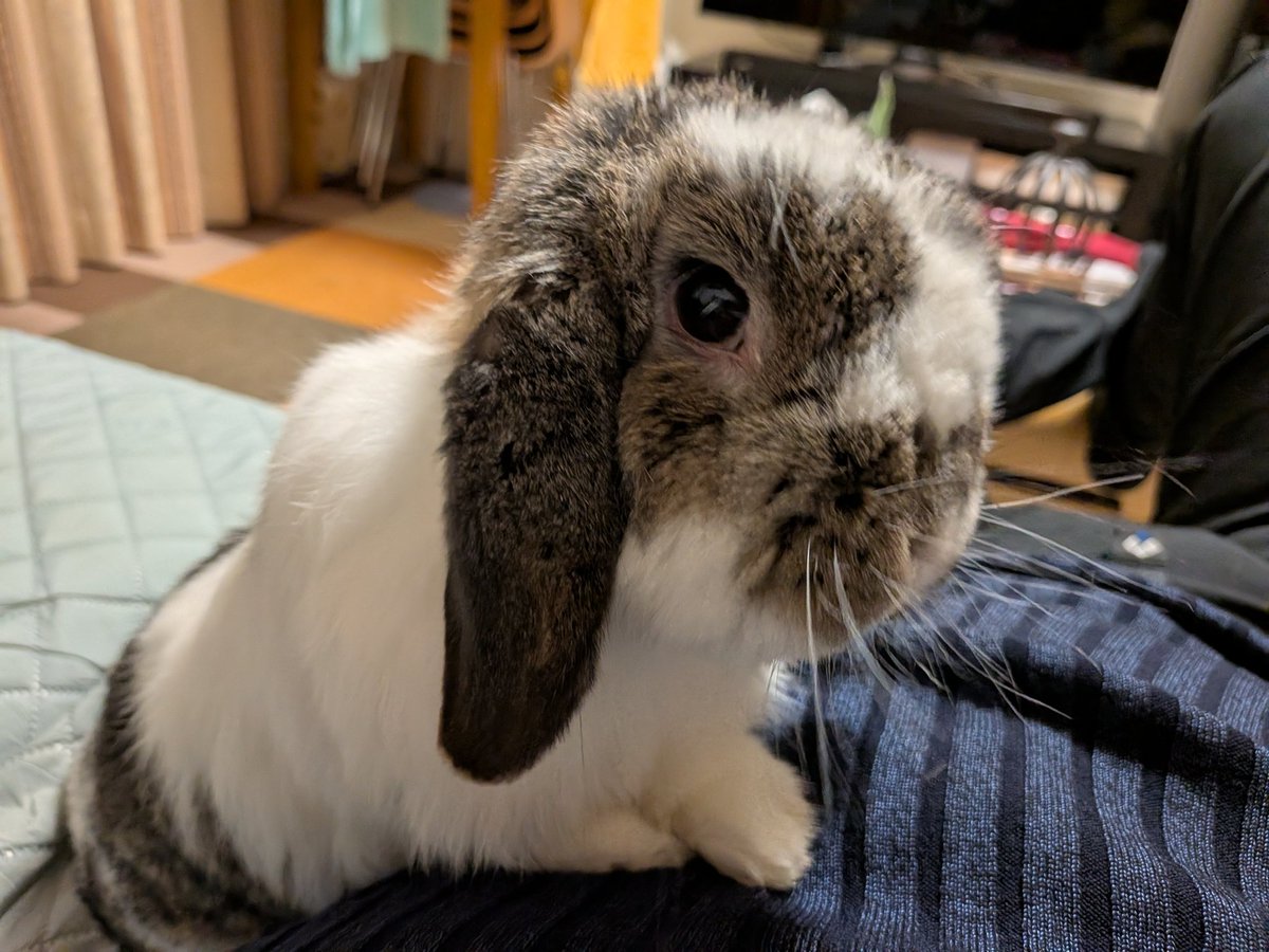 もも♀🍑@うさぎパパ (@momorabbit21) / Posts / X