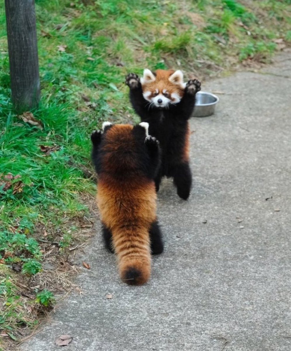 ねこっこ (@nekokkoooo) / Posts / X