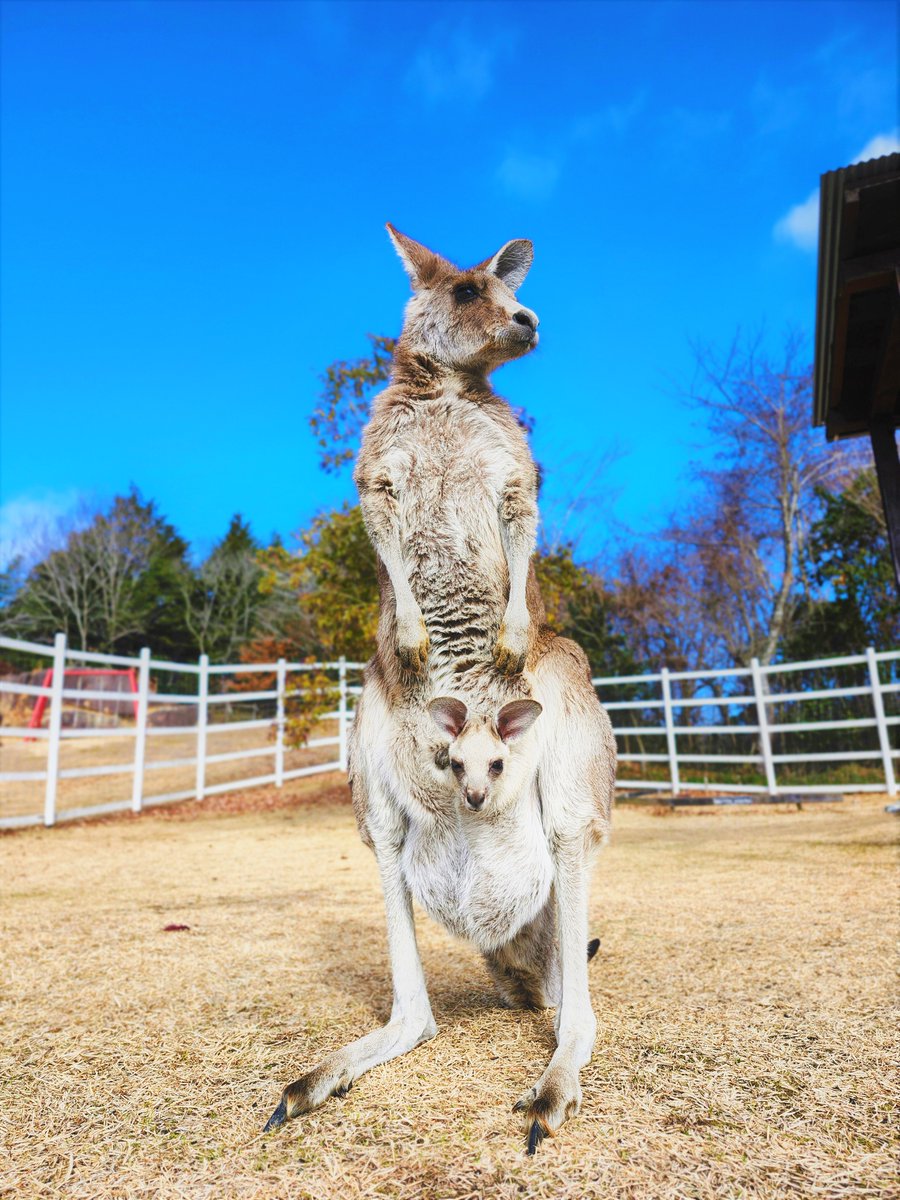カンガルー親子🦘🦘 赤ちゃんカンガルーがひょっこりお顔を出して