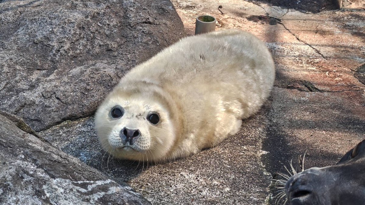 本日3月23日ゴマフアザラシのオトメが出産しました。（性別はメスで