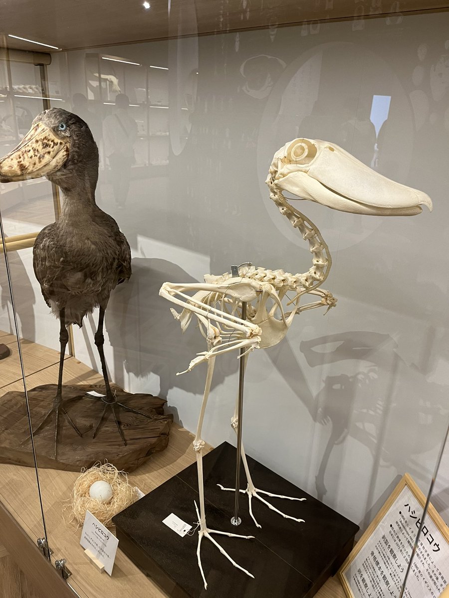 ハシビロコウ頭骨だけでもハシビロコウって分かりやすい #千葉市動物公園