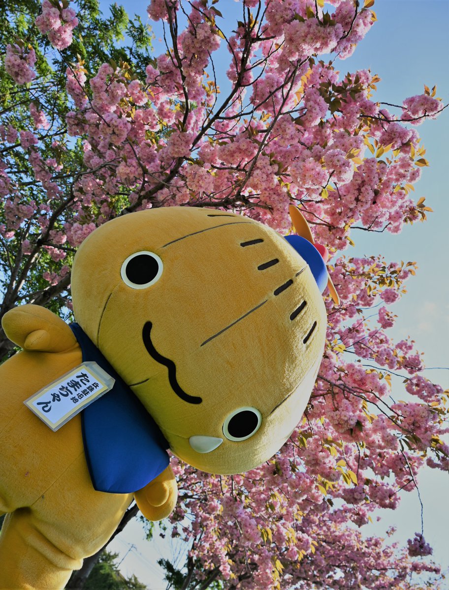 桜が満開だった時のベストショットです！皆さんは、どの「＃たまちゃん