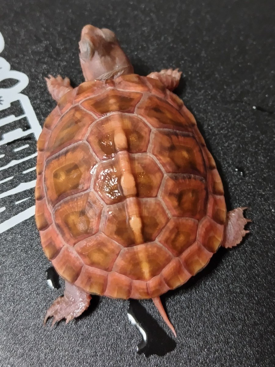 tito (@34_wgnc) / Posts / X