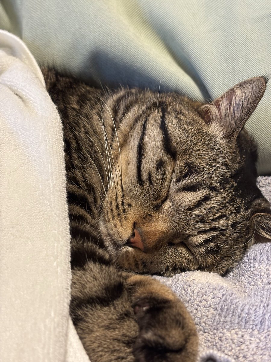 キジトラ虎三郎 (@TH82624015) / Posts / X