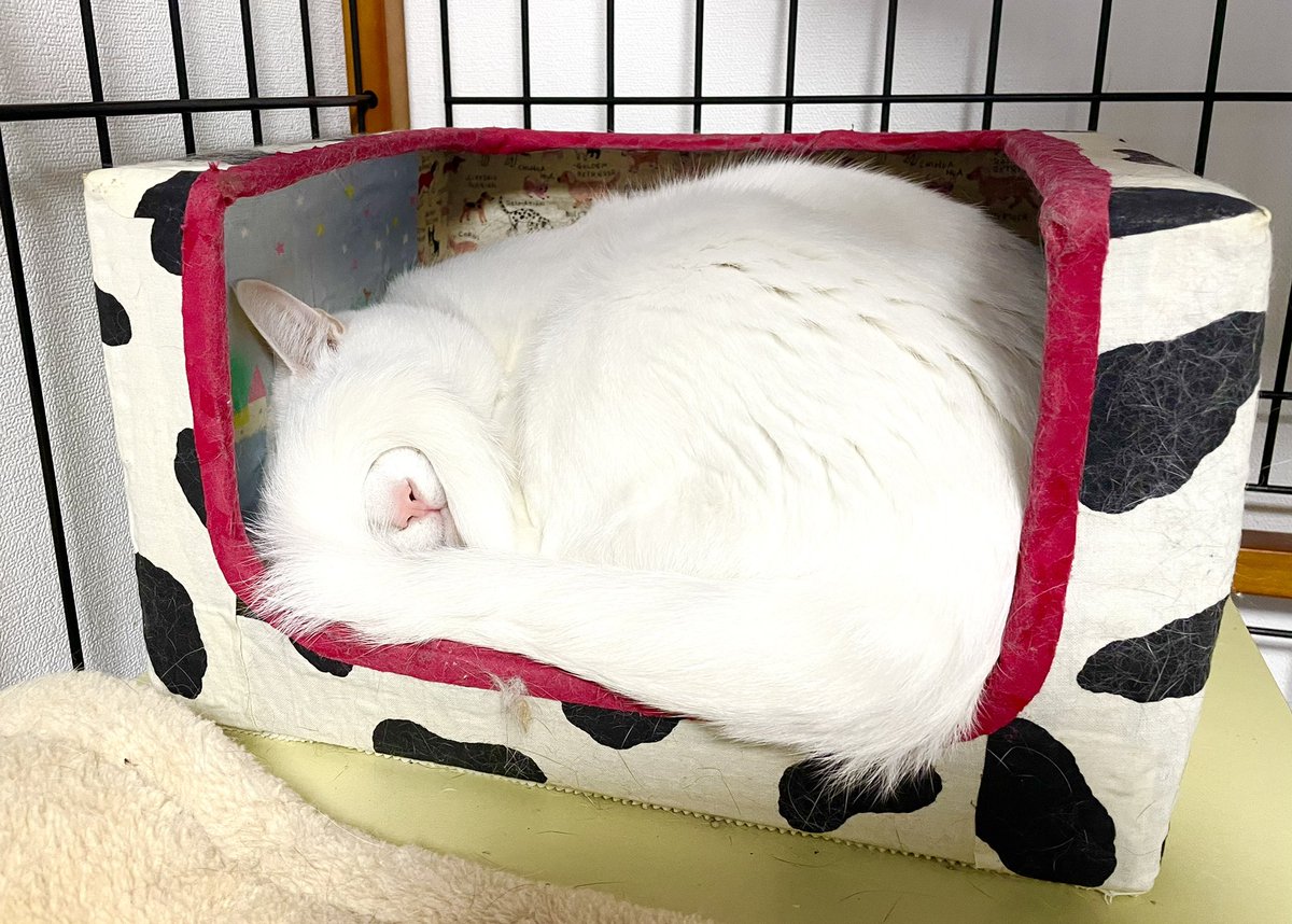 こてつ (@kotetsu7c7) / Posts / X