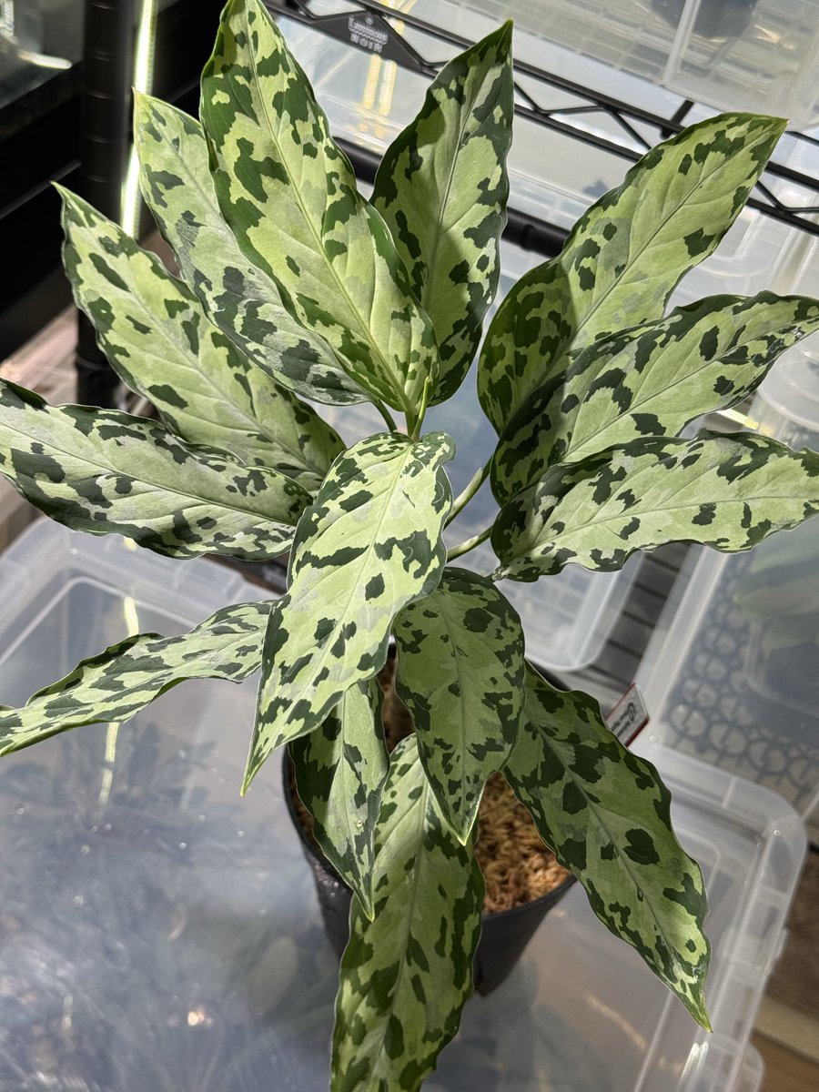 Aglaonema pictum multicolor 