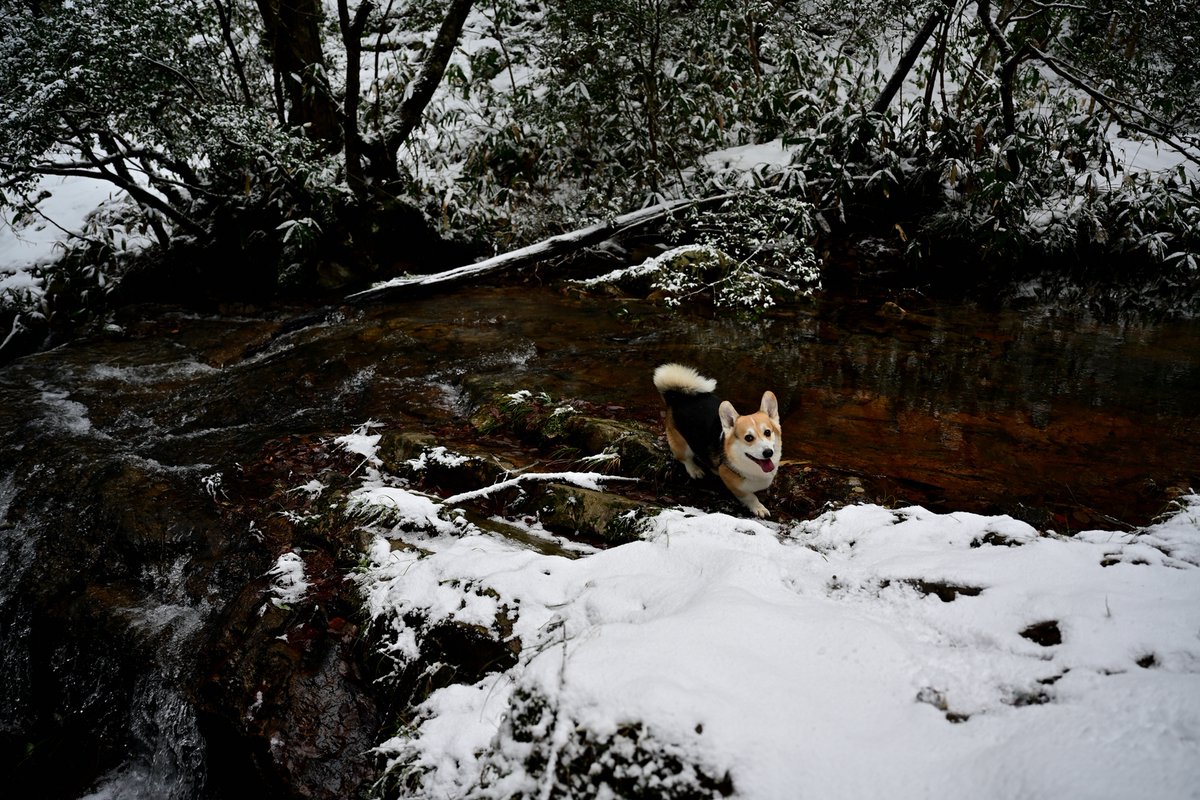 雪の沢 #コーギー #corgi #犬 #散歩 #お写ん歩