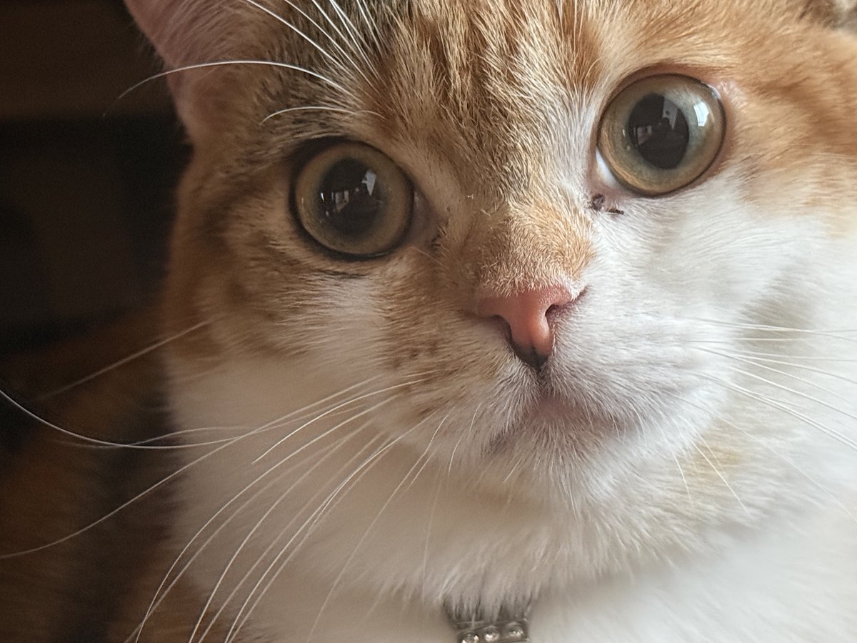 カド吉🥑 (@Eche_Gluck) / Posts and Replies / X