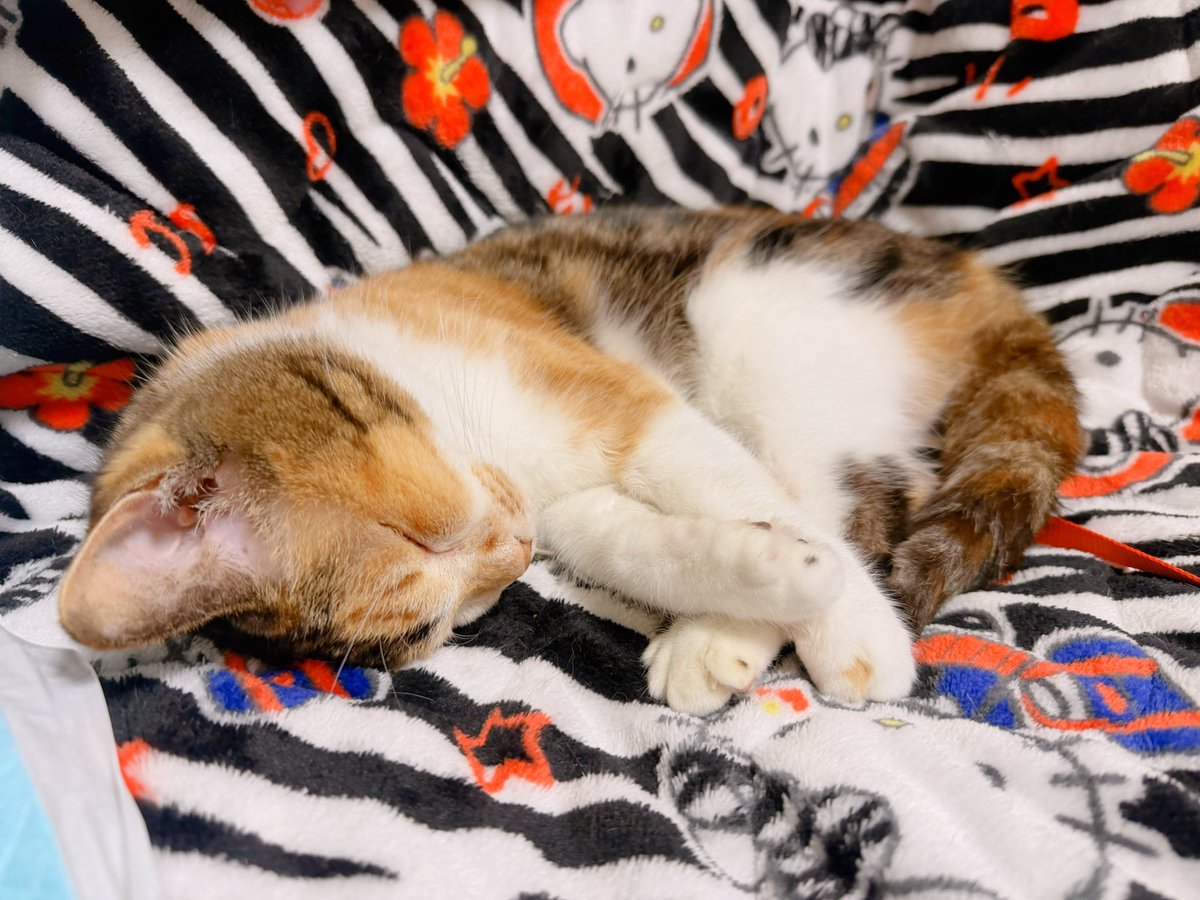 Post by あめちゃん🐱 on X: 🐱