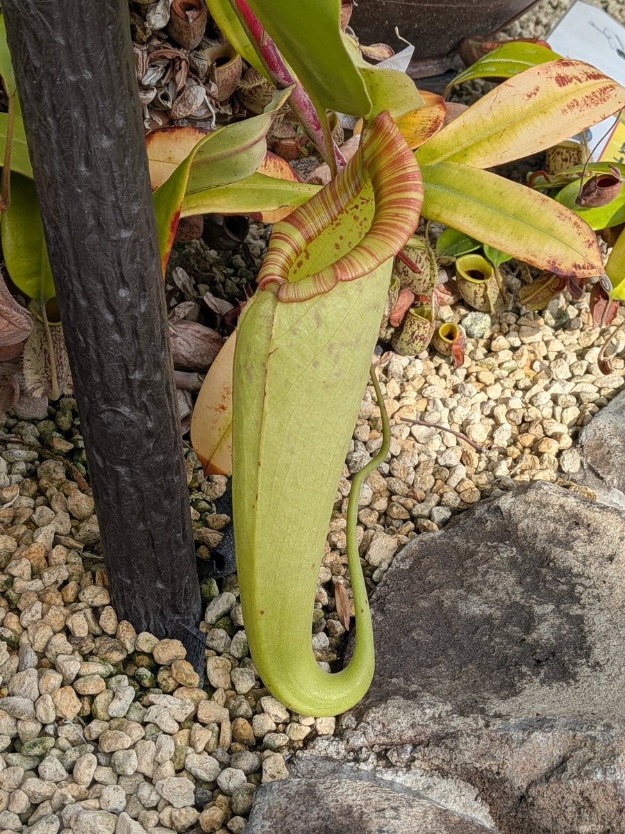 GEN (@GEN85413271) / Posts / X