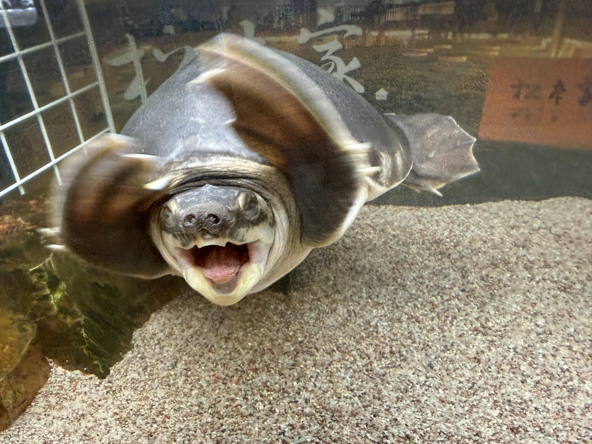 かめきち様からのお花と🎈素敵でした🤭